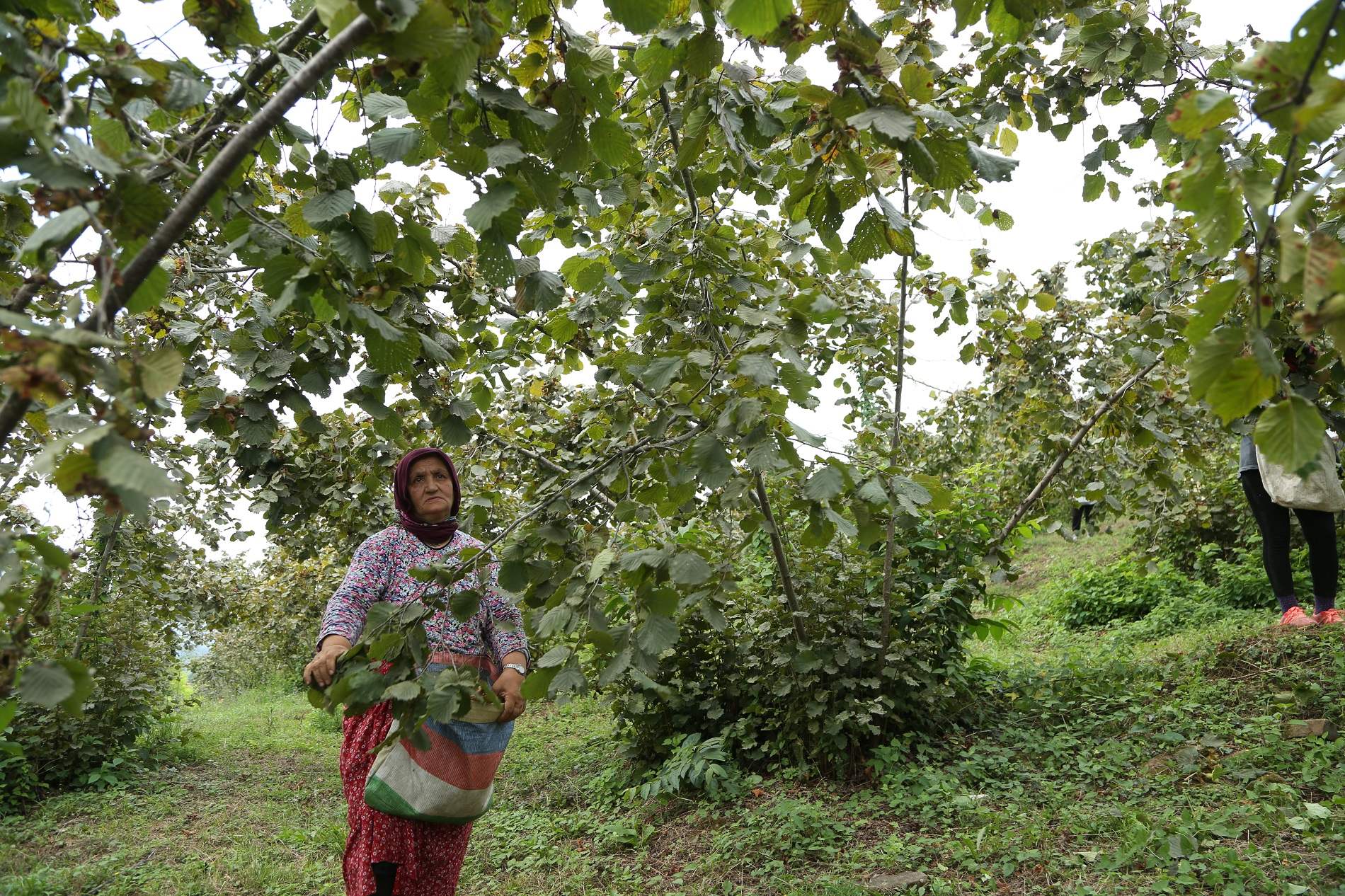 FINVER PROJESİ’NDE HASAT ZAMANI
